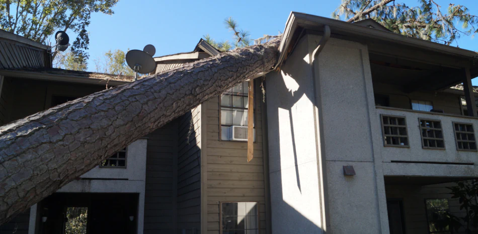 Emergency Tree Services