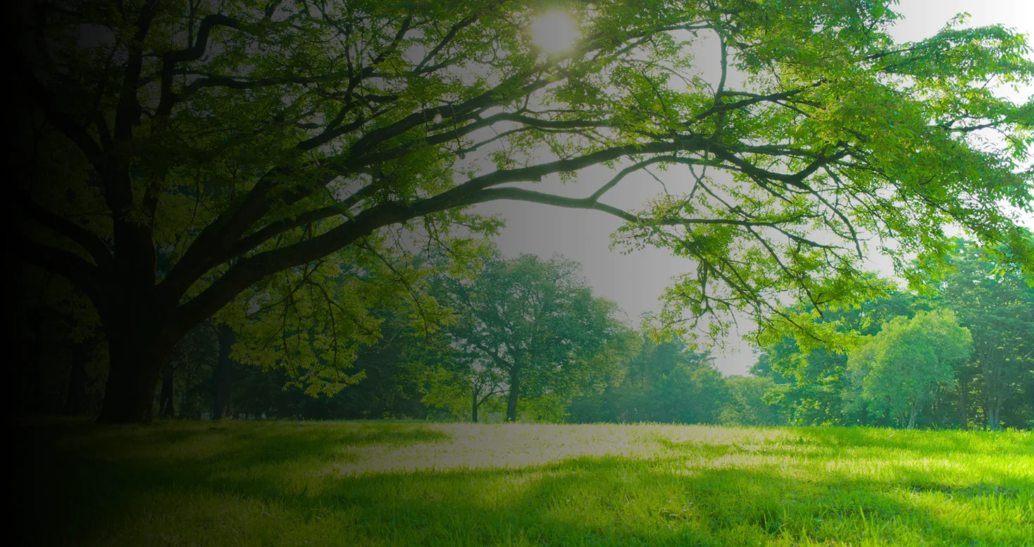 Lopez Tree Service Hero 2